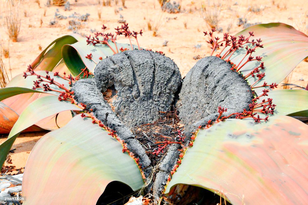 Welwitschia Mirabilis